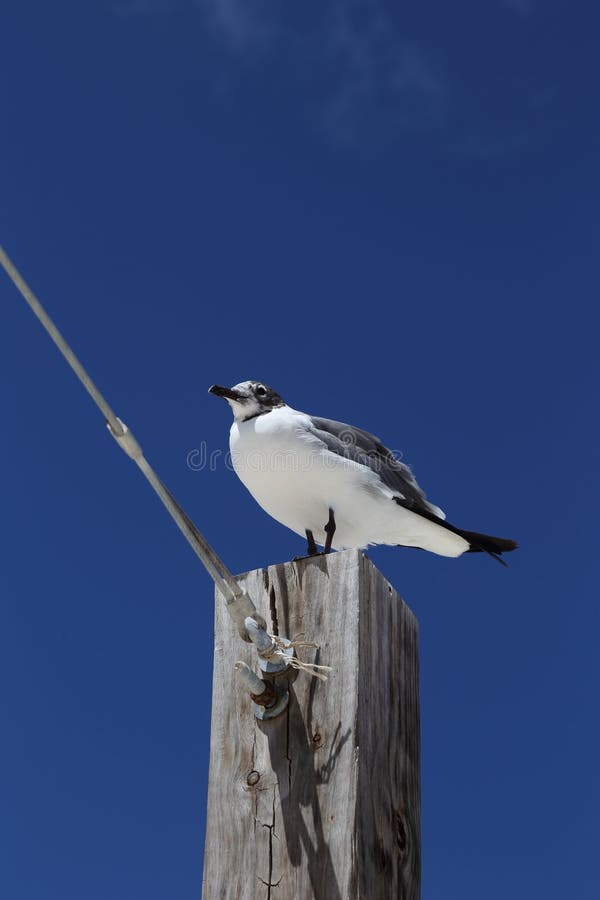 Seagull przeciw niebieskim niebom, maraton, Floryda fotografia royalty free