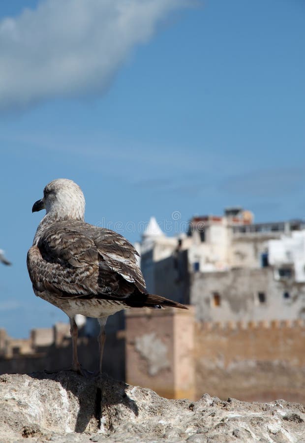 Seagull przed Essaouira miasteczkiem w Maroko fotografia stock