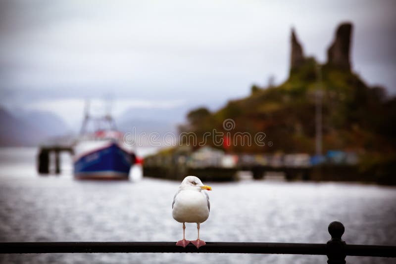 Seagull przy Mohel kasztelem fotografia stock
