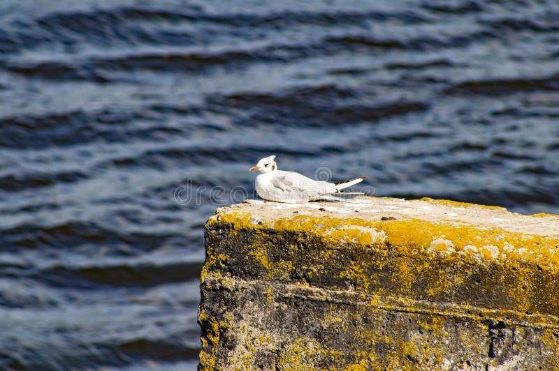 Seagull ptak na molu blisko wody obrazy royalty free Seagull ptak na molu blisko wody obrazy royalty free