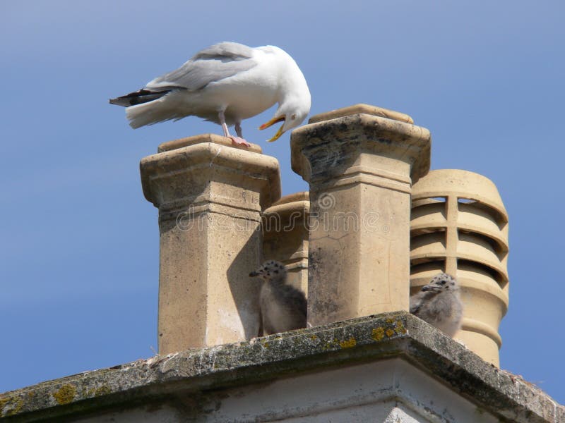 Seagull på en lampglas med hennes ungt arkivbilder Seagull på en lampglas med hennes ungt arkivbilder