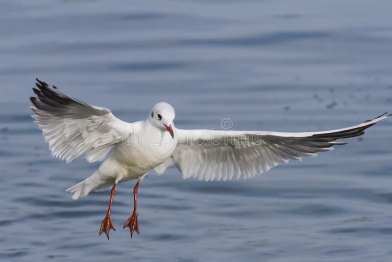 Seagull på laken royaltyfri fotografi Seagull på laken royaltyfri fotografi