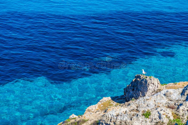 Seagull resting on a rock against blue water on Favignana island in Sicily