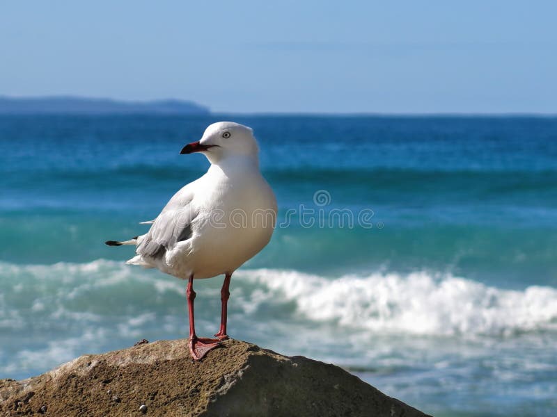 Seagull