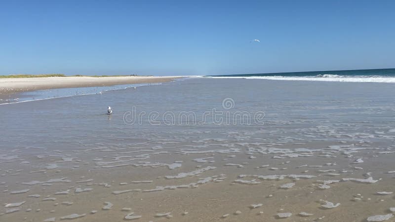 Seagull and sandpipers at the beach, sunny summer day with clear blue sky. Sunny day at the beach. Sandpipers and a seagull are chased ashore by incoming waves