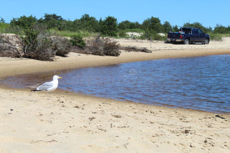 Seagull on Shore by Water of Cape Cod Bay, Stock Photo Image of