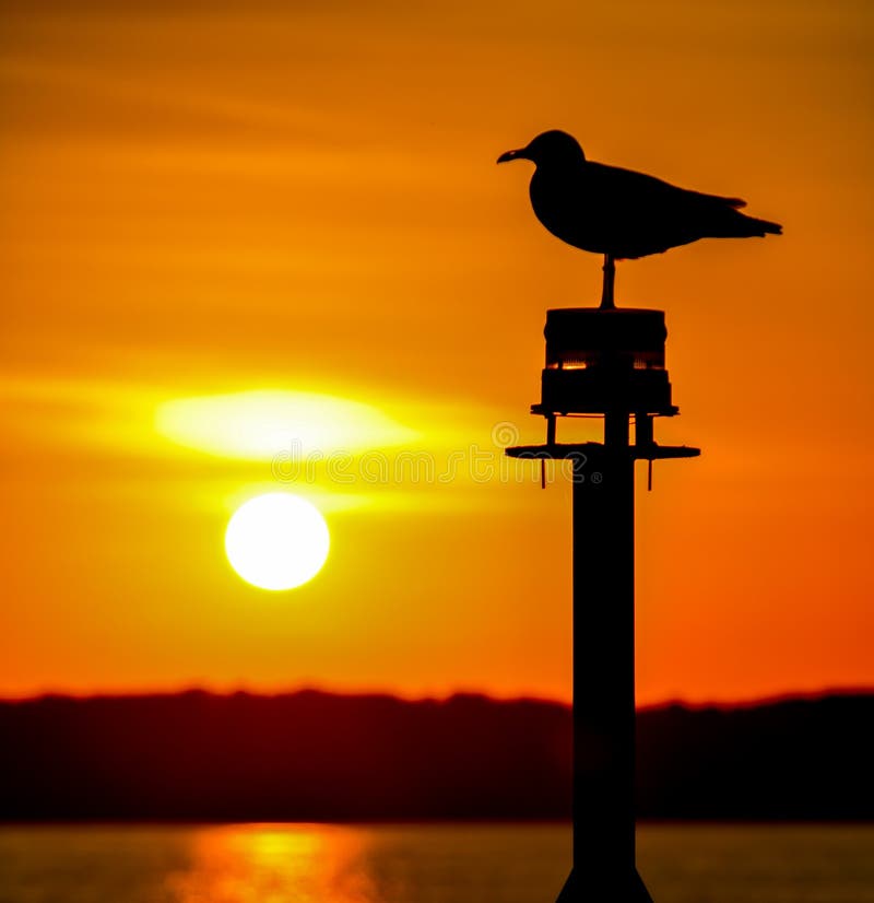 Seagull silhouette in orange sunset