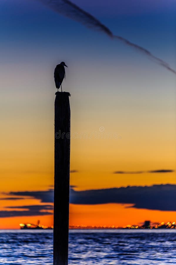 Seagull silhouette resting on a post at sunset