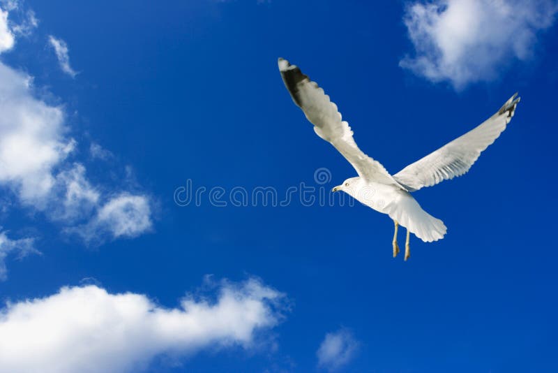 Seagull Sky