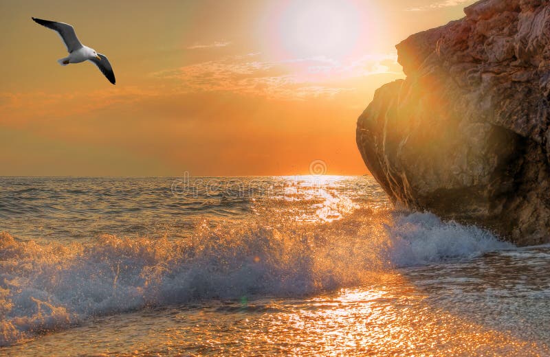 Seagull soaring over the sea