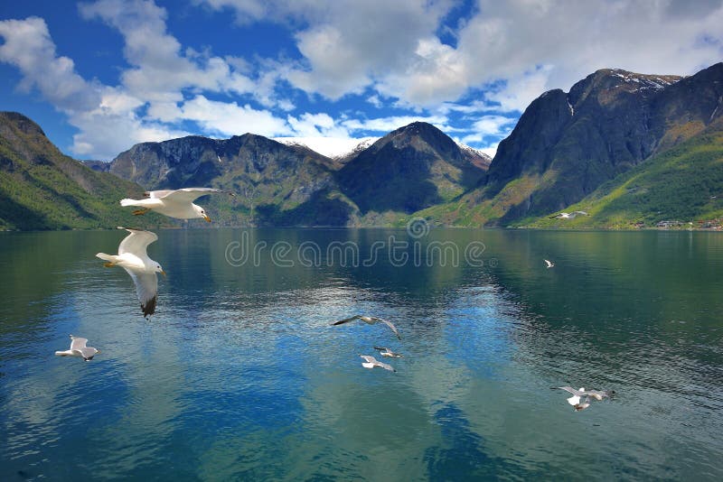 Sognefjorden,Norway in a Nutshell,Norway,The world's second longest fjord,Seagull,World Heritage,Naroyfjord,Norway's famous tourist destination,Ferry. Sognefjorden,Norway in a Nutshell,Norway,The world's second longest fjord,Seagull,World Heritage,Naroyfjord,Norway's famous tourist destination,Ferry