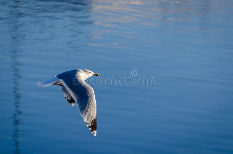 Seagull som flyger över sjön royaltyfria bilder Seagull som flyger över sjön royaltyfria bilder