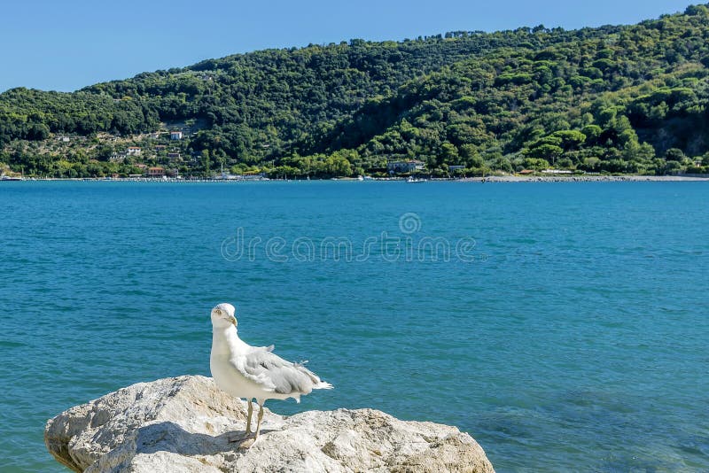 Seagull som poserar med på bakgrunden ön av Palmaria, Portovenere, Liguria, Italien arkivbilder Seagull som poserar med på bakgrunden ön av Palmaria, Portovenere, Liguria, Italien arkivbilder