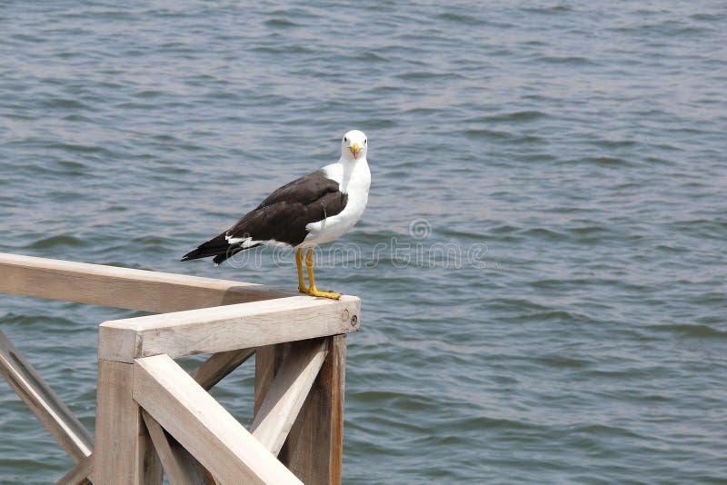 Seagull som sätta sig på en räcke på söder av Lima arkivfoto Seagull som sätta sig på en räcke på söder av Lima arkivfoto