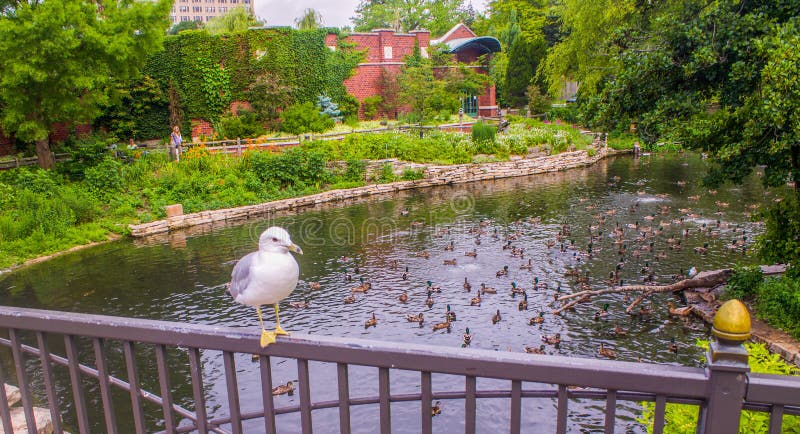 Seagull som sätta sig på räcket arkivbild Seagull som sätta sig på räcket arkivbild