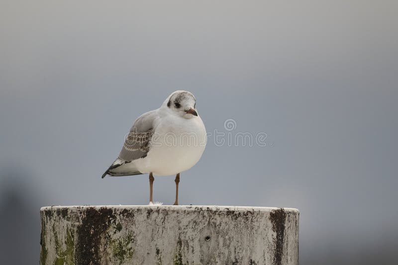Seagull standing on concrete post against grey cloudy sky minimalist wildlife bird portrait