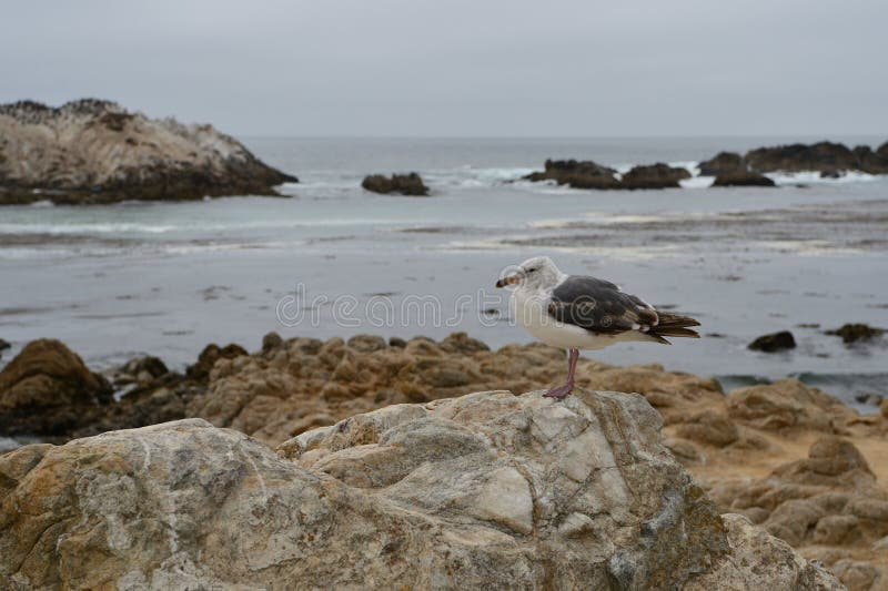 Seagull on a stone close up