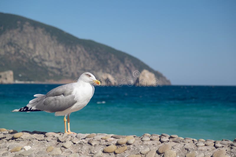 Seagull am Strand am Meer Meervogel stockbilder Seagull am Strand am Meer Meervogel stockbilder