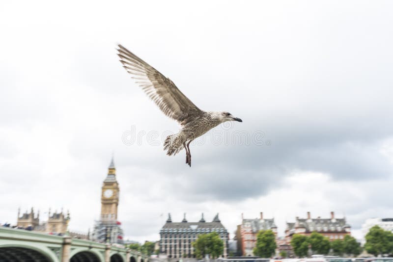 Seagull stock photo