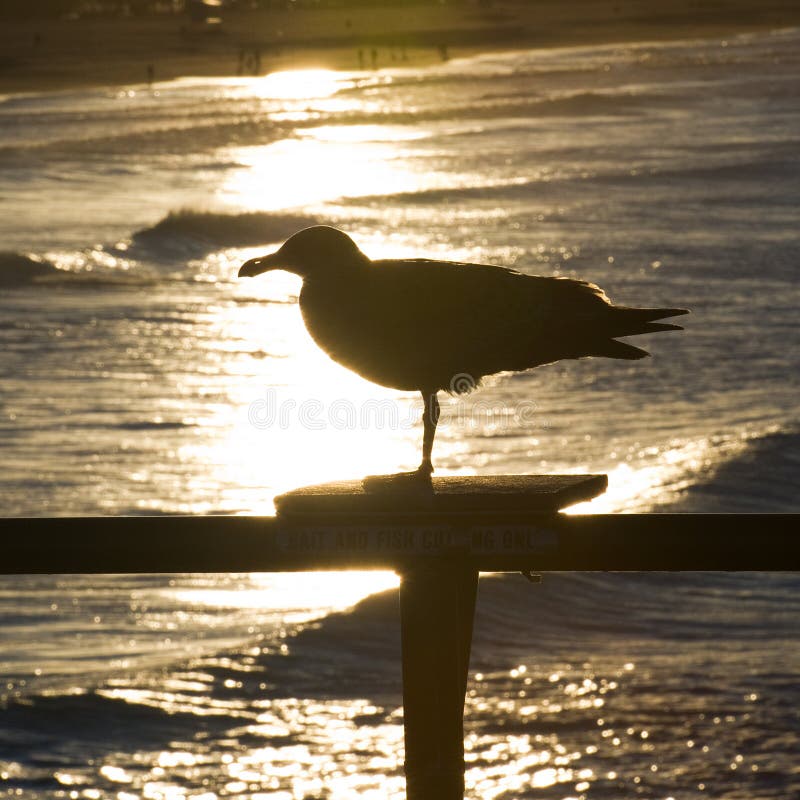 Seagull sylwetka zdjęcia stock