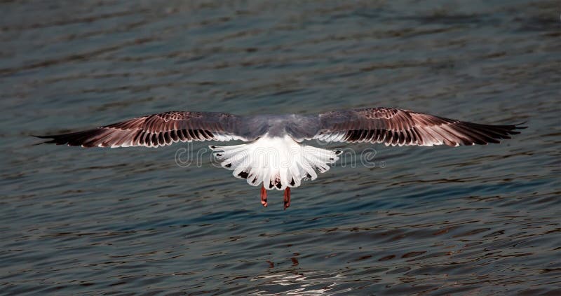 Seagull tail