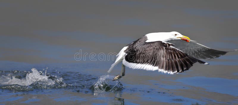 Seagull taking food from the water