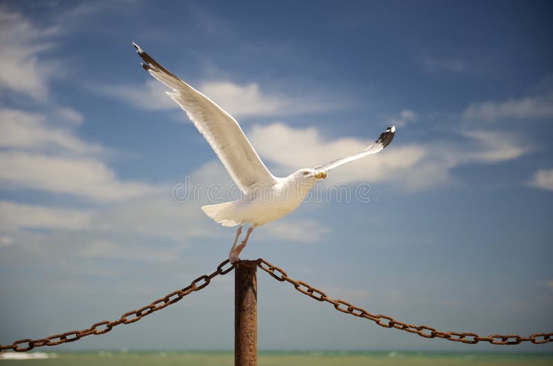 Seagull taking off