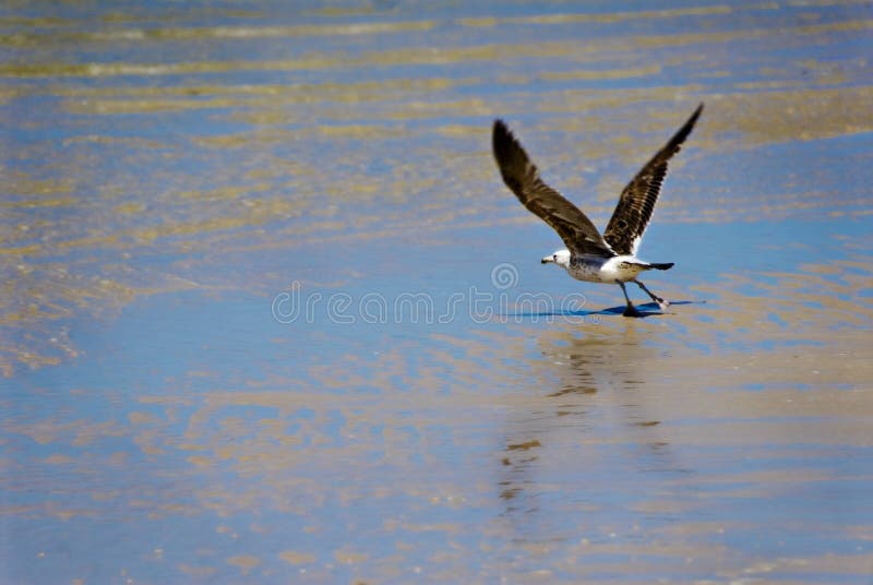 Seagull taking off