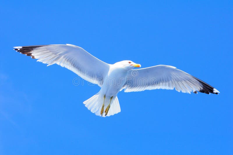 Seagull taking off