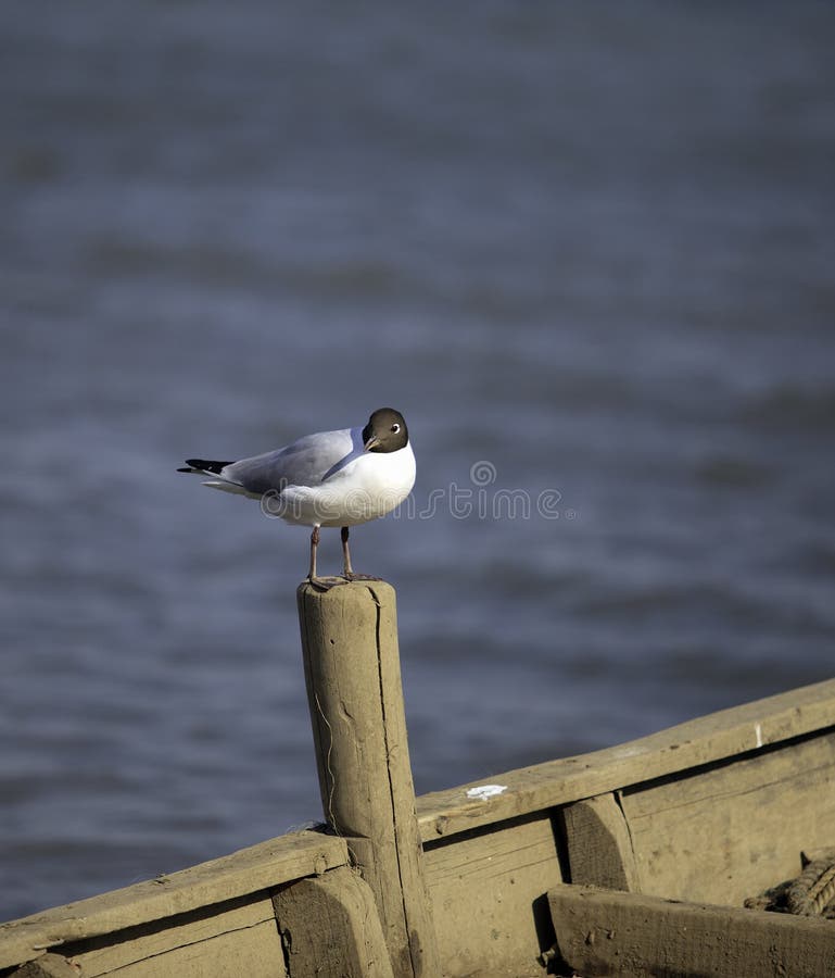 Seagull tyczenie obraz stock