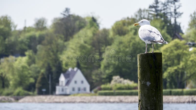 Seagull umieszczał na drewnianym słupie, ono wpatruje się nad wodą fotografia royalty free