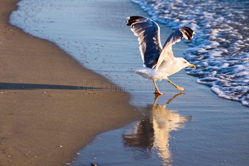 Seagull with Unfolded Wings