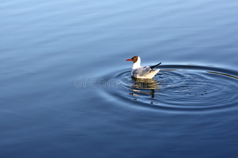 Seagull in the water