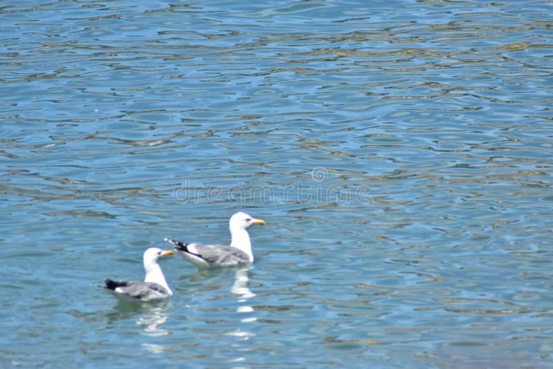 2 seagull in the water waiting for food , lake geneva Switzerland stock photo 2 seagull in the water waiting for food , lake geneva Switzerland stock photo