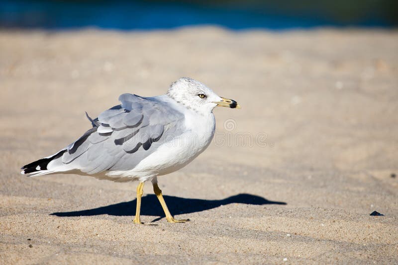 Seagull on the wind royalty free stock images Seagull on the wind royalty free stock images