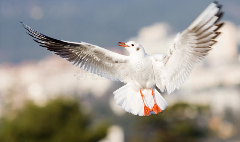 Seagull wings