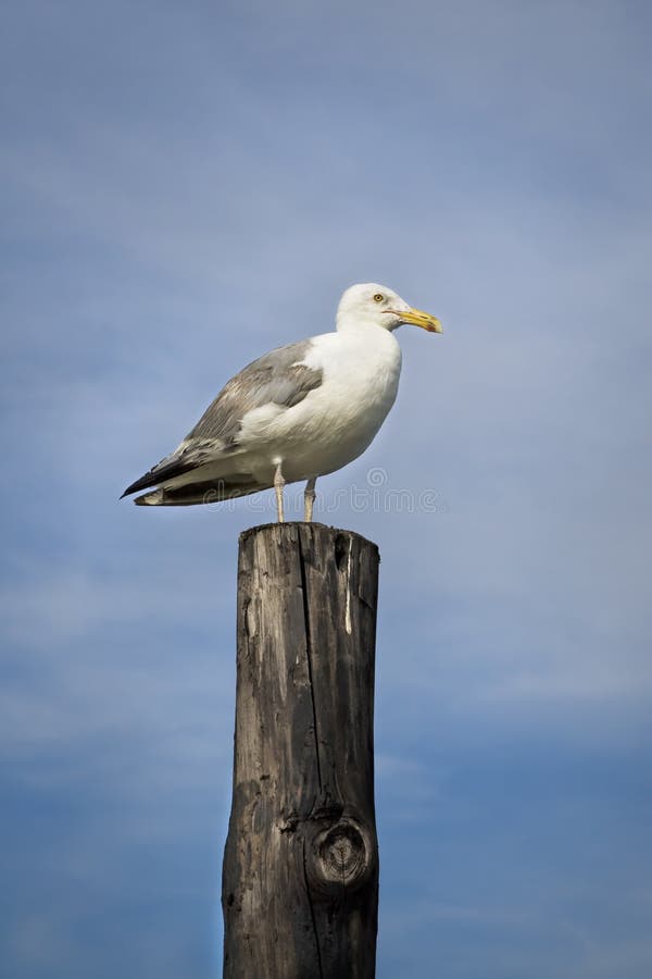 Seagull on wooden pillar