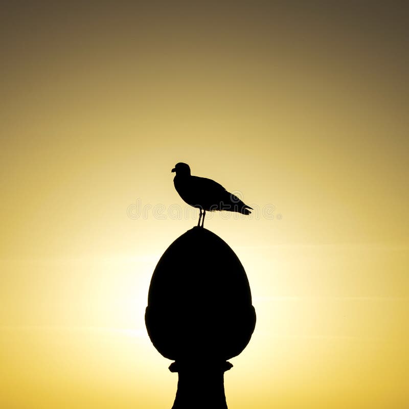 Seagull överst av en stenkolonn royaltyfri bild Seagull överst av en stenkolonn royaltyfri bild