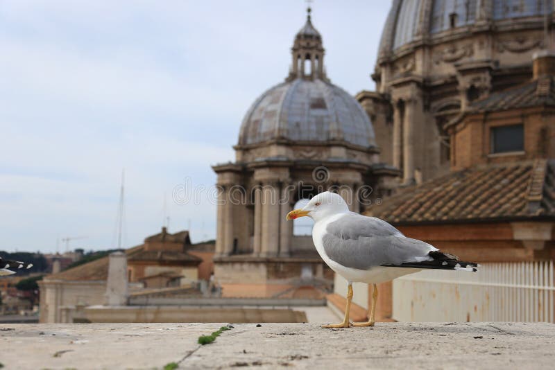 Seagull överst av Sanen Pietro Dome, Vatican City arkivbilder Seagull överst av Sanen Pietro Dome, Vatican City arkivbilder