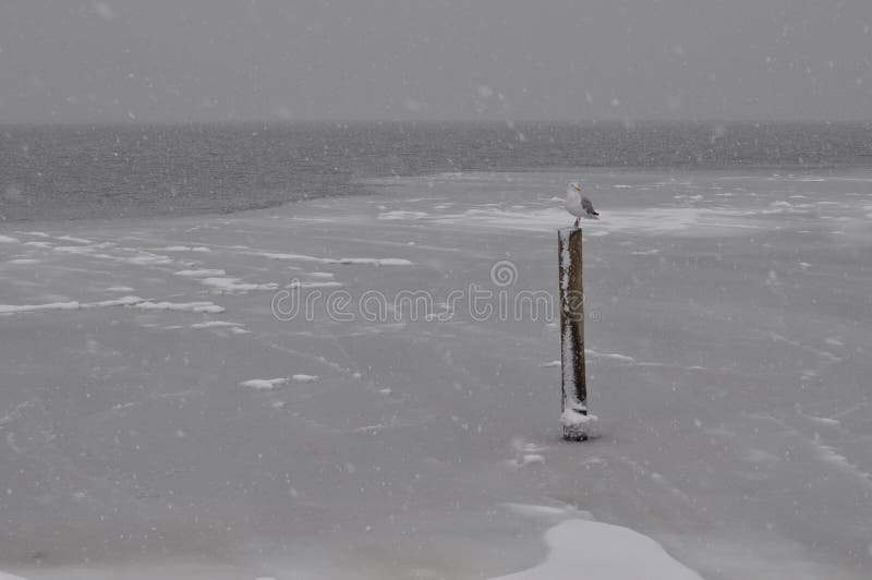 Seagull śnieg fotografia stock