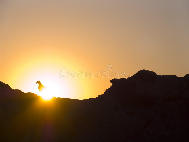 Sunrise on the sea. The seagull on a background of a rising sun. Sunrise on the sea. The seagull on a background of a rising sun