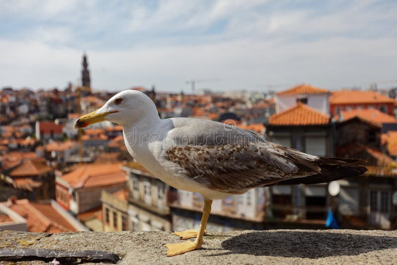 Seagull ενάντια στην εναέρια άποψη πόλεων του Πόρτο στοκ εικόνες
