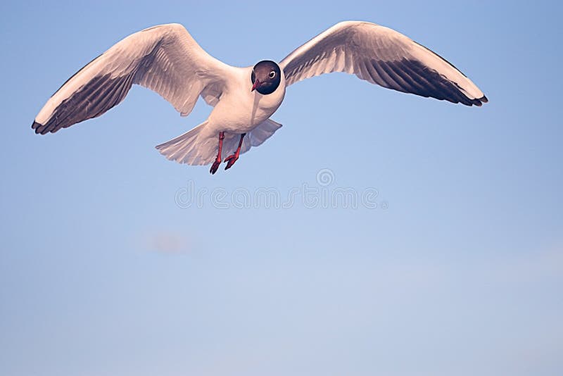 Seagull κατά την πτήση στοκ φωτογραφία με δικαίωμα ελεύθερης χρήσης Seagull κατά την πτήση στοκ φωτογραφία με δικαίωμα ελεύθερης χρήσης