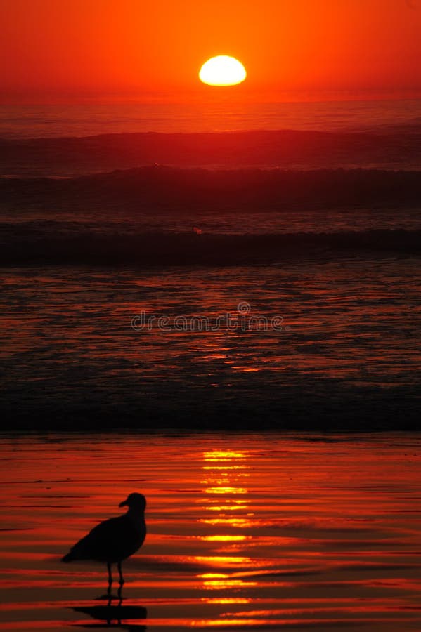 Seagull κόκκινο ηλιοβασίλεμα σε Newport στοκ φωτογραφία Seagull κόκκινο ηλιοβασίλεμα σε Newport στοκ φωτογραφία