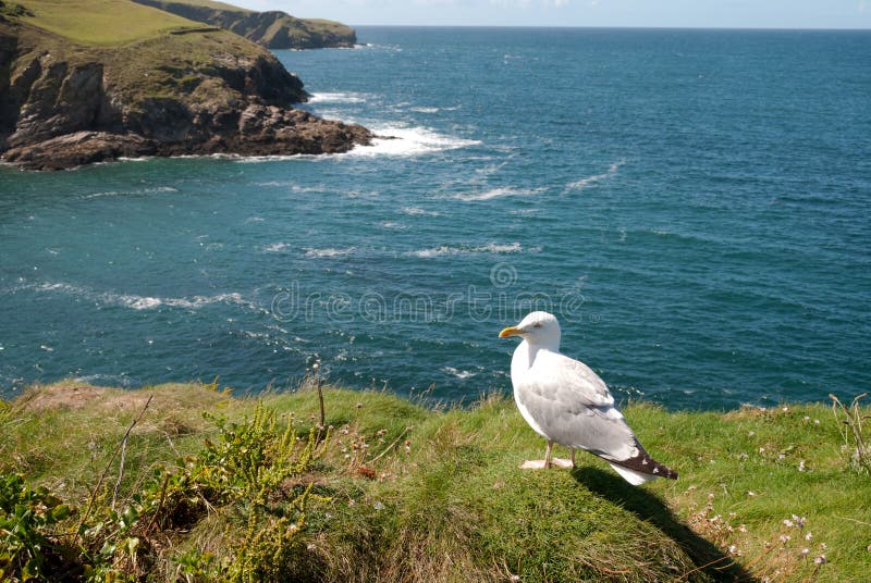 Download Seagull λιμένων του Isaac στοκ εικόνες. εικόνα από βλάστηση - 22785924