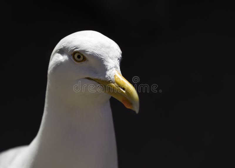 Seagull πορτρέτο - άγρια φύση στοκ φωτογραφίες Seagull πορτρέτο - άγρια φύση στοκ φωτογραφίες