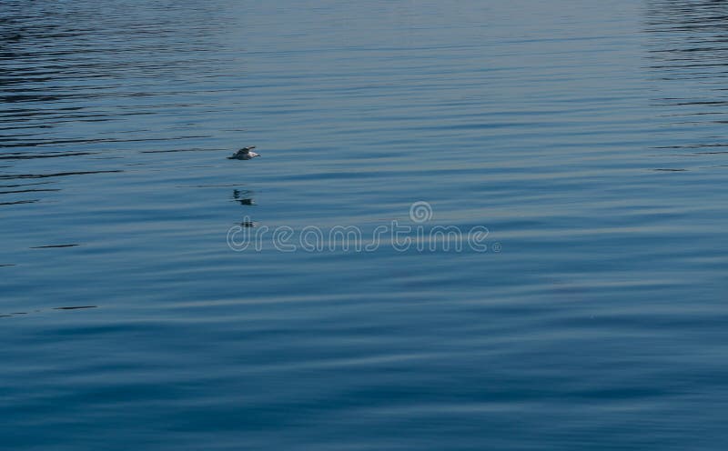 Seagull που πετά επάνω από το νερό στοκ φωτογραφίες με δικαίωμα ελεύθερης χρήσης Seagull που πετά επάνω από το νερό στοκ φωτογραφίες με δικαίωμα ελεύθερης χρήσης