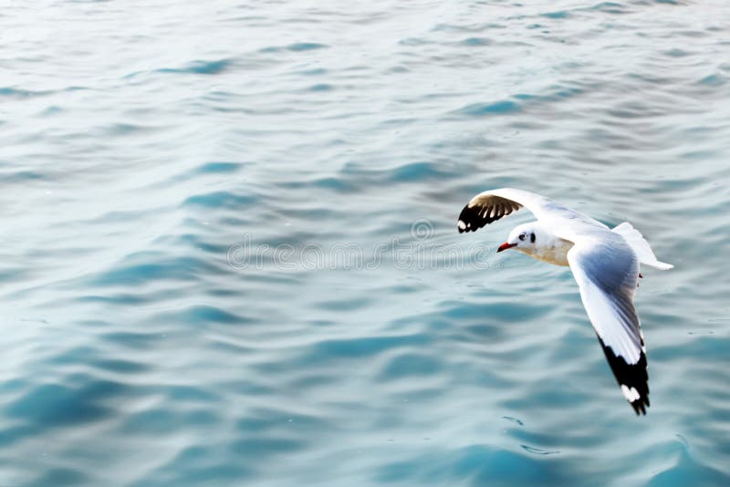 Seagull που πετά πέρα από την μπλε θάλασσα στοκ εικόνα Seagull που πετά πέρα από την μπλε θάλασσα στοκ εικόνα