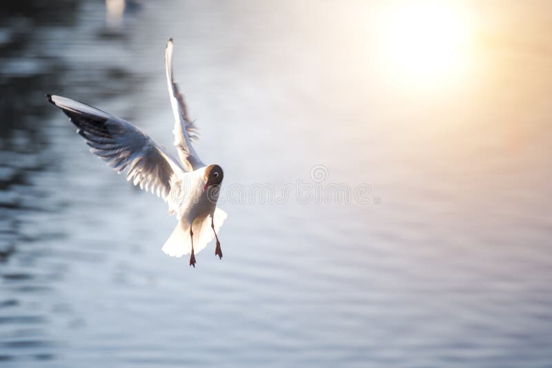 Seagull που πετά στον αέρα επάνω από το νερό στοκ εικόνες Seagull που πετά στον αέρα επάνω από το νερό στοκ εικόνες