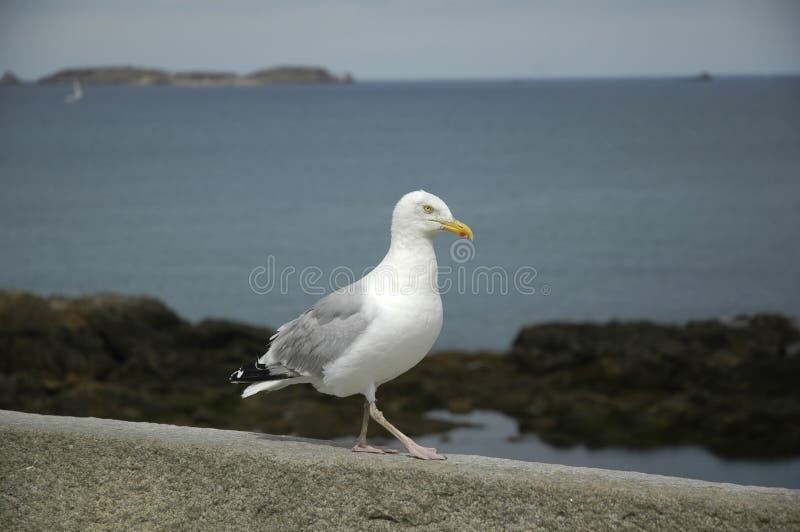Seagull που στέκεται σε έναν τοίχο στοκ εικόνα Seagull που στέκεται σε έναν τοίχο στοκ εικόνα
